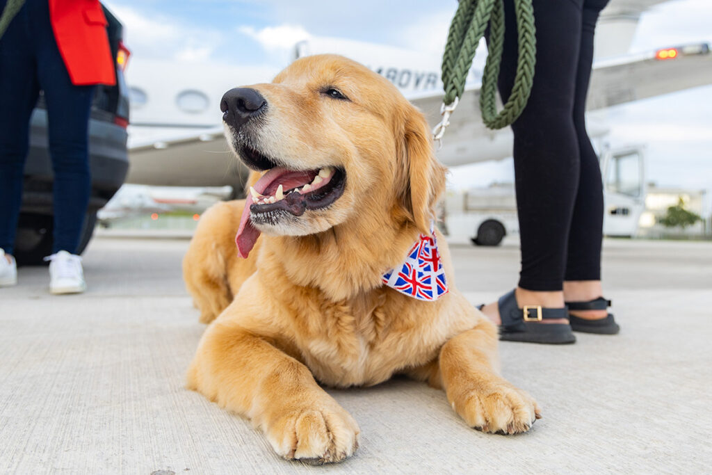 Golden Retriever about to board a K9 Jets flight wearing a Union Jack collar.